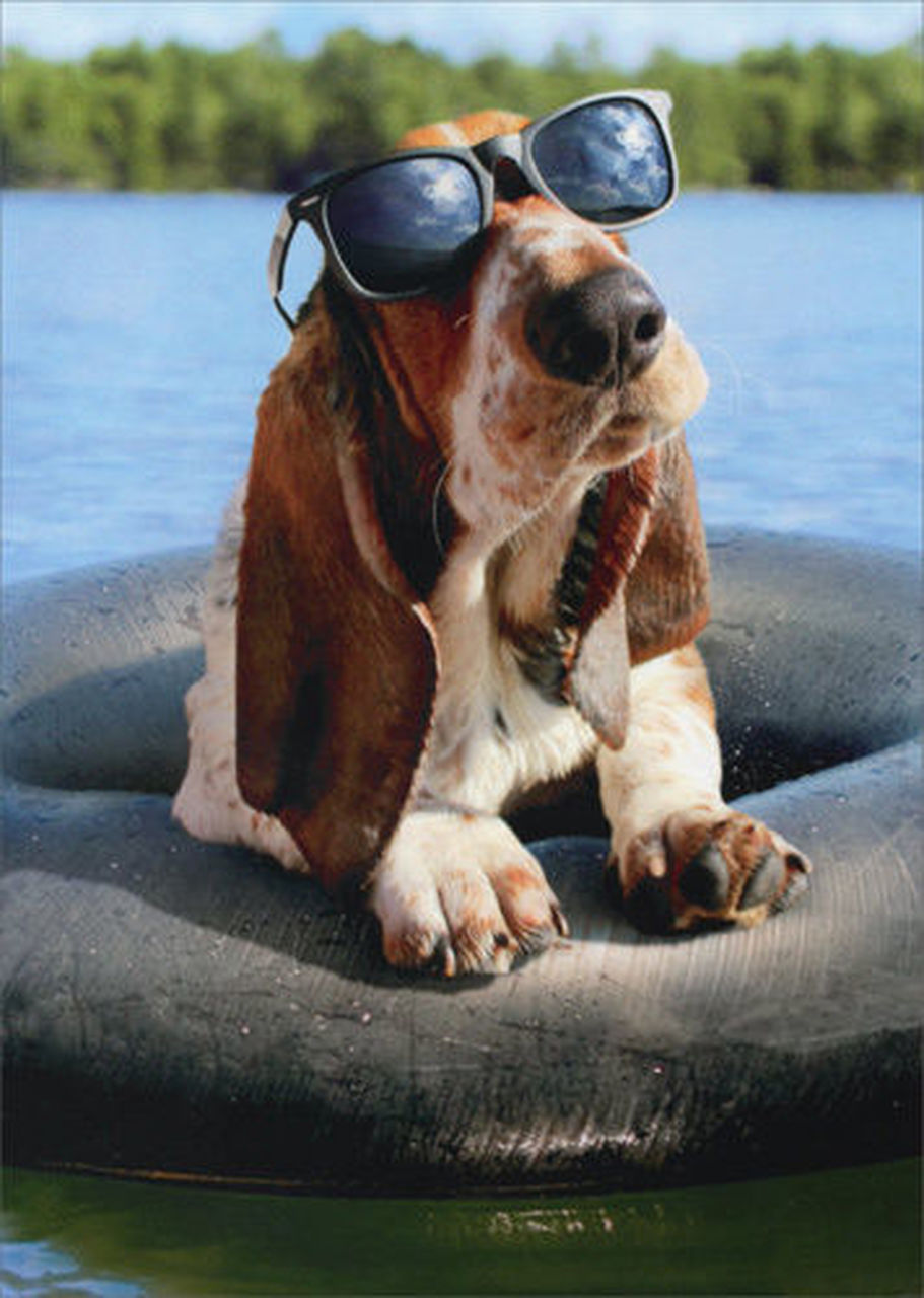 front of card is a photograph of a dog wearing sunglasses sitting in a tire tube in a lake