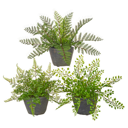 3 pots of assorted ferns.