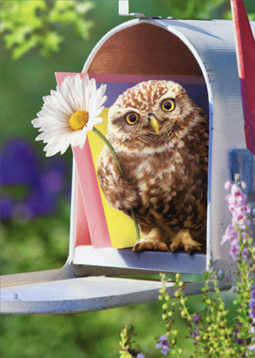 front of card has a small owl popping out of a blue mailbox holding a daisy in front of card