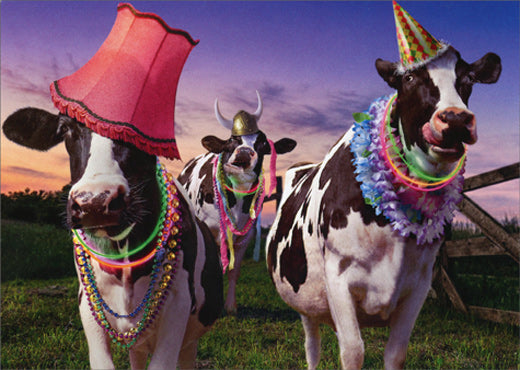 front of card is a photograph of cows that are dressed to party