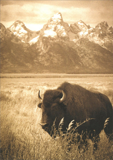front of card is a sephia photograph of a bison and mountains