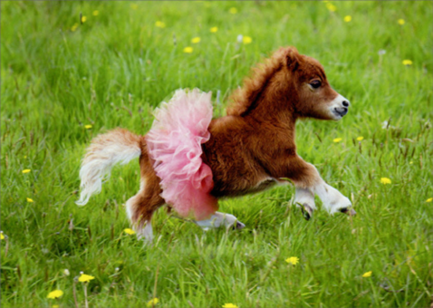 front of card is a photograph of a pony wearing a tutu in a field of flowers