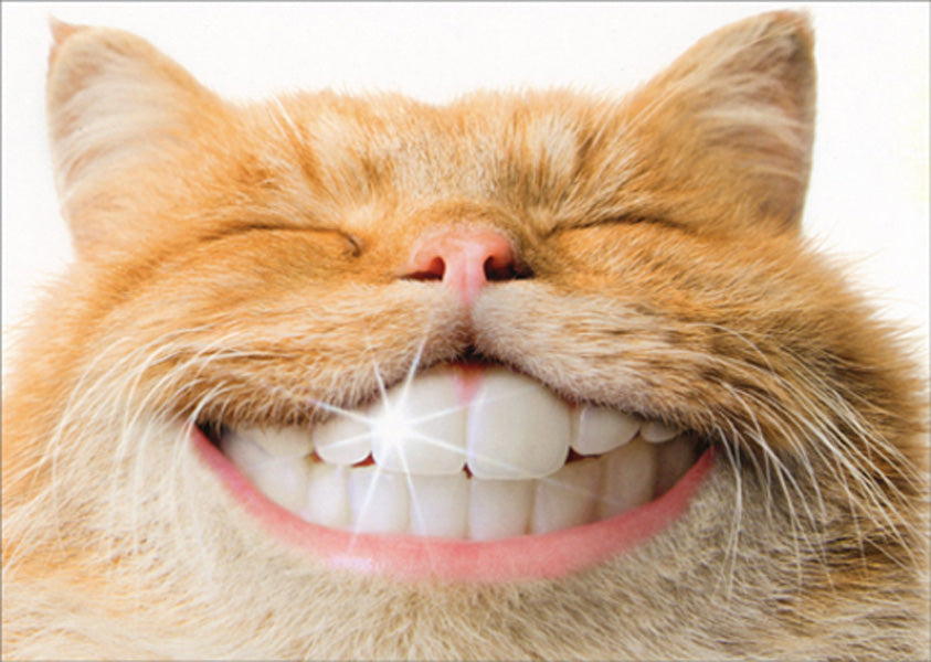 front of card is a photograph of a cat with human teeth imposed onto the cat's mouth