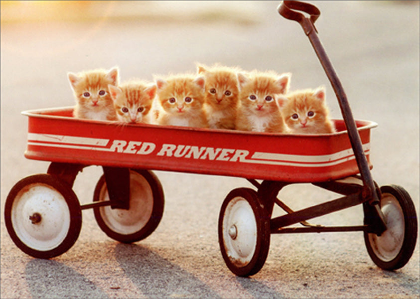 front of card is a photograph of kittens in a red runner wagon