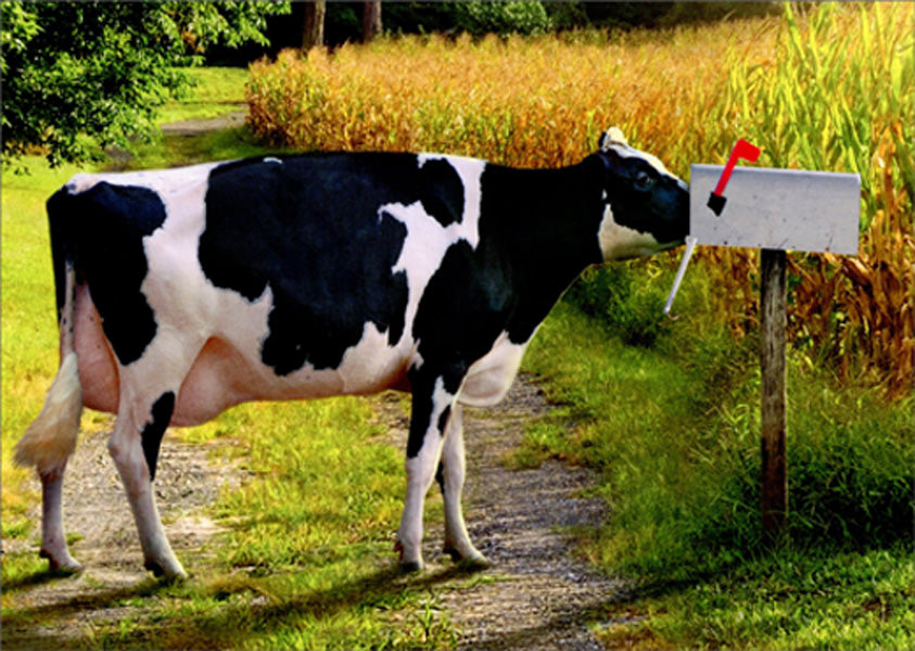 front of card is a photograph of a dairy cow with it's face in a mailbox on a gravel road