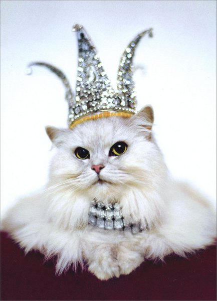 front of card is a photograph of a cat wearing a jeweled crown and necklace
