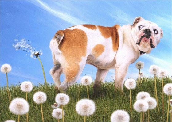 front of card is a photograph of a bulldog faring in a field of dandelions and spraying one into the wind