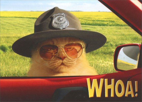 front of card is a photograph of a cat dressed as a trooper outside a car windlow with front text in yellow