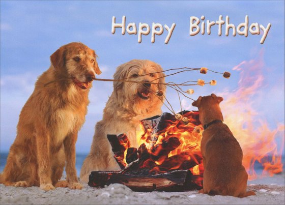 front of card is a photograph of three dogs on the beach roasting marshmallows on an open fire and front of card text
