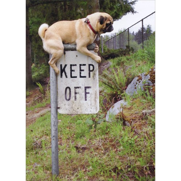 front of card is a photograph of a pug hanging on to the top a sign that says keep off
