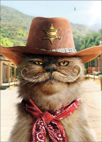 front of card is a photograph of a cat wearing a sheriff costume