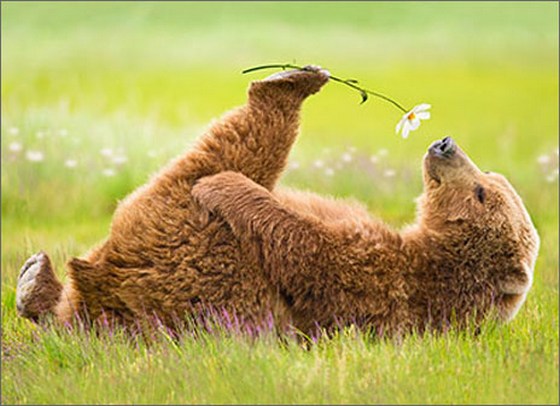 front of  card photograph of a bear laying in a field with one leg in the air and a daisy balancing on his toes and smelling it with his nose