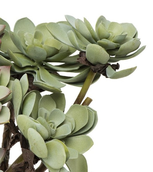 close-up of succulent with rounded leaves.