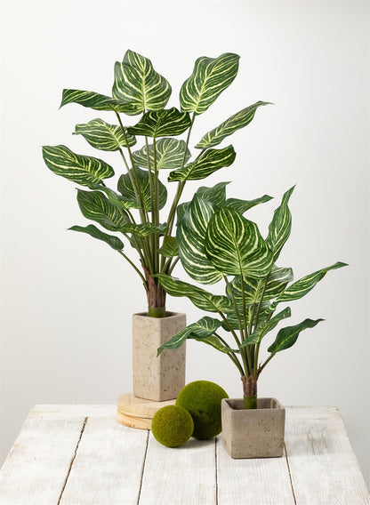 two large leafy plants in square planters on wooden table. two moss balls sit in between the planter.