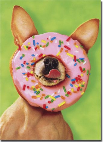 front of card is a photo of a chihuahua with a donut stuck on its nose