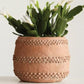 terracottoa colored pot with rings of dots around it and a flowering succulent in it.