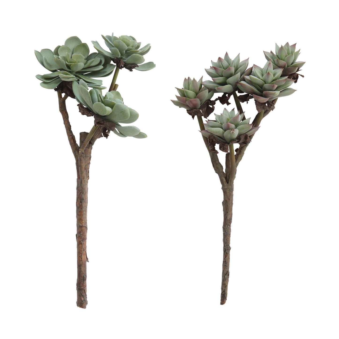 2 styles of succulent stems on a white background.