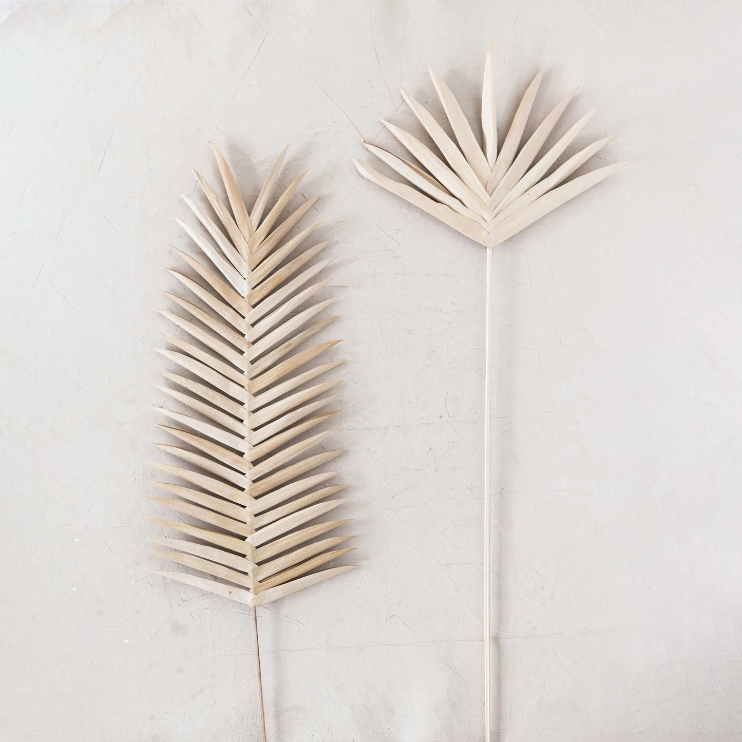 2 assorted palm stems on an off-white plaster wall.