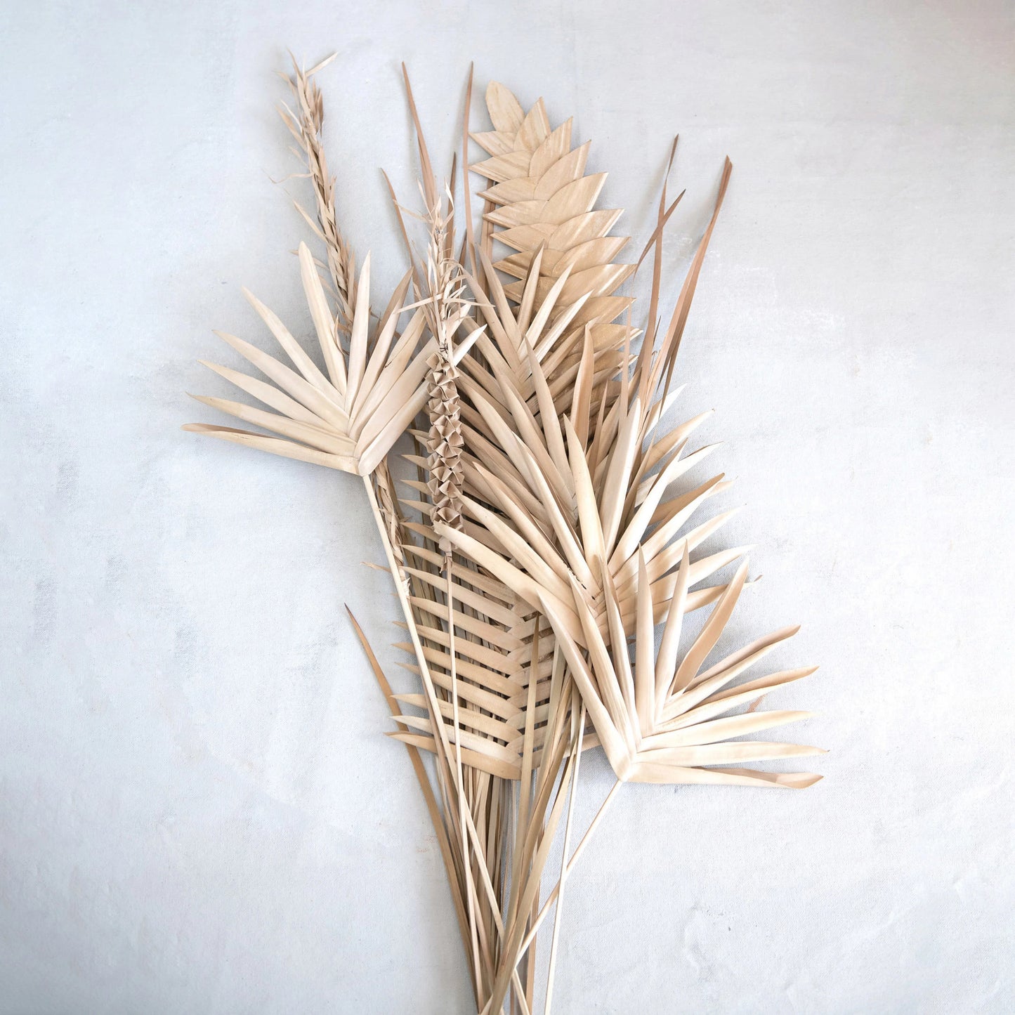 collection of assorted palm leaves on a off-white plaster wall.