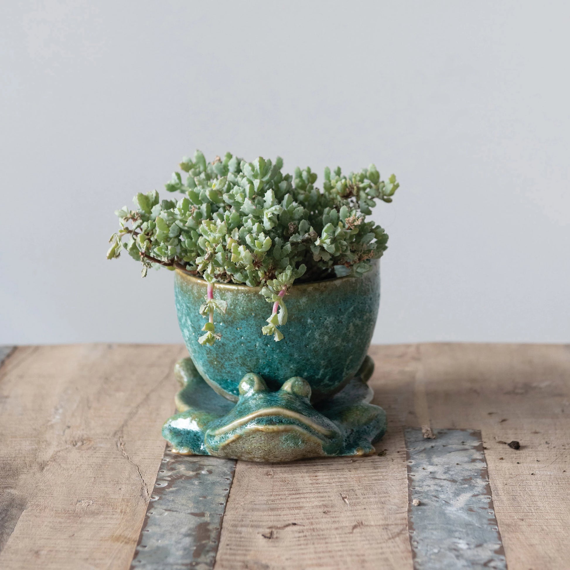 frog succulent planter Creative Co-op