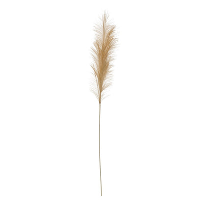 wheat pampas grass plume on a white background