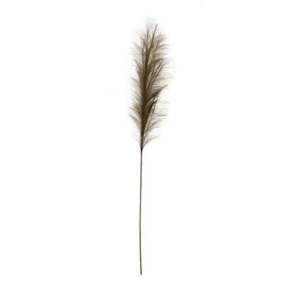 olive pampas grass plume on a white background