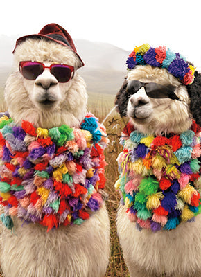 photograph of two llamas wearing bright colored scarfs and hats