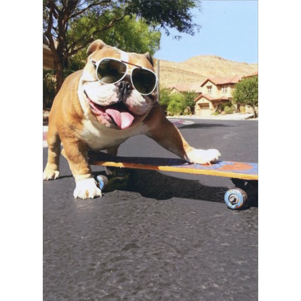 front of card is a photograph of a bull dog wearing sunglasses on a skate board