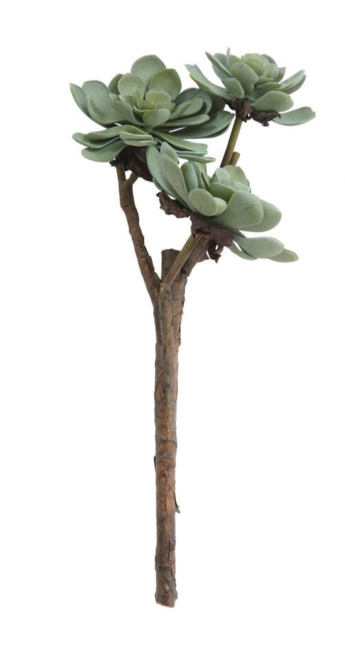 succulent stem with rounded leaves on a white background.