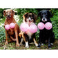 front of card is a photograph of three dogs wearing pink balloons on their chests to look like boobs