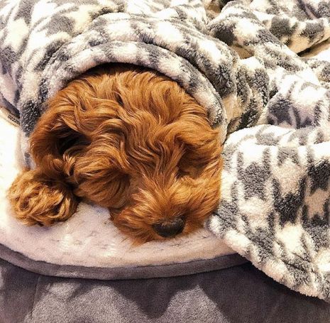 dog curled up asleep under blanket.