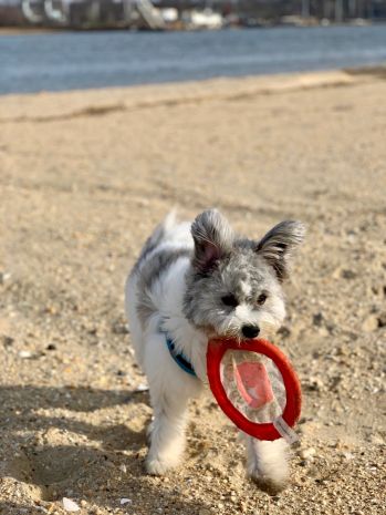 small dog carrying toy in their mouth at the beach.