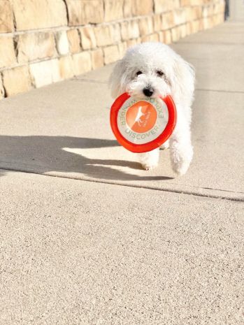 small white dog carrying toy in their mouth while walking on the sidewalk.