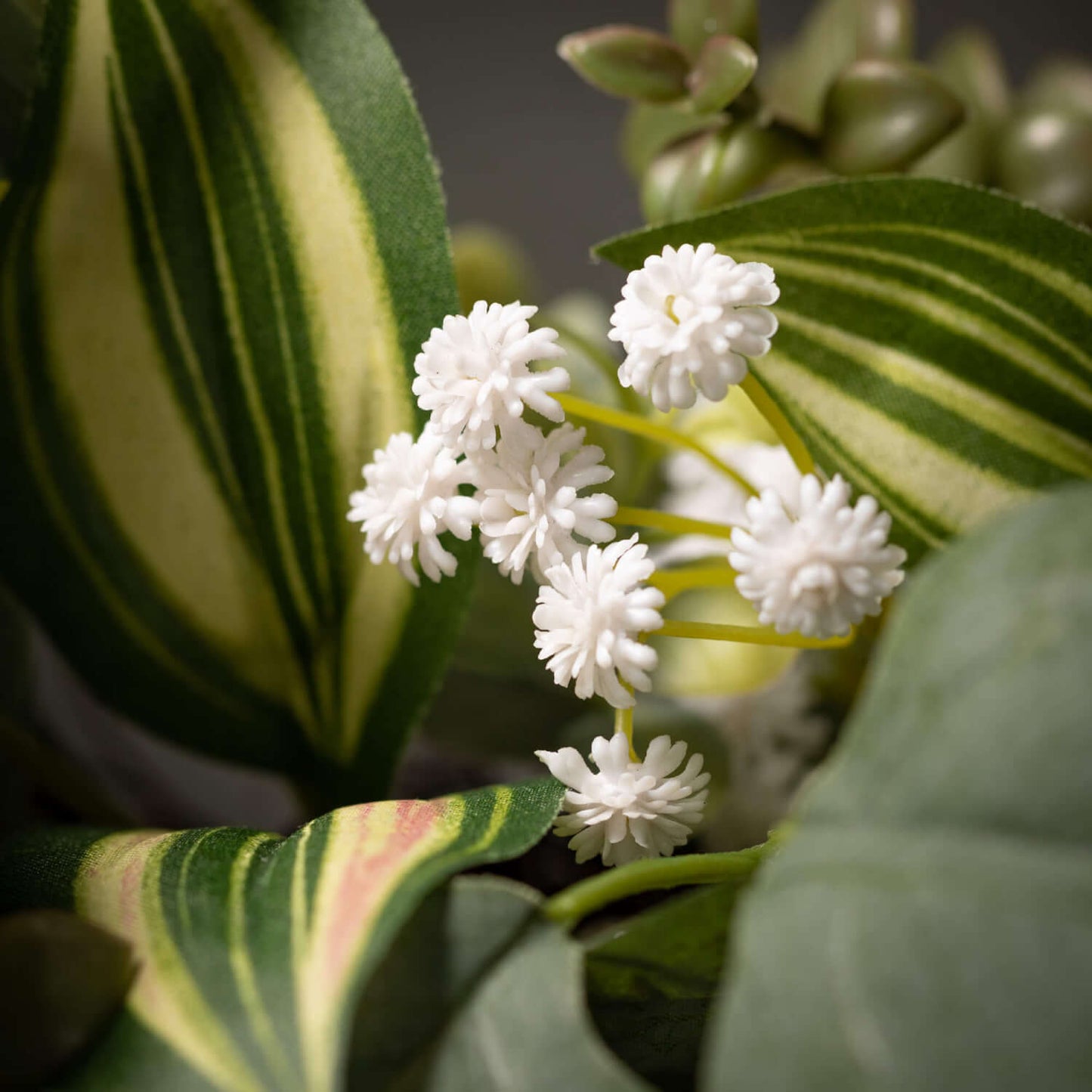 close up view of the small white flowers in the mixed green folilage