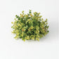 new england boxwood half orb displayed on a white background