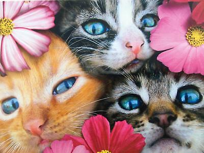 front of card is a photograph of three kitten faces and flowers
