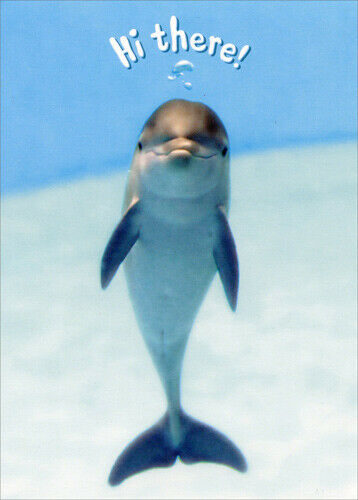 front of card photograph of a dolphin smiling at camera and the text "hi there"