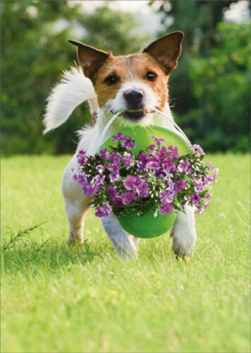 front of card is a photograph of a dog running through a field with a bucket of flowers in it's mouth
