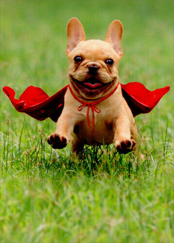 front of card is a photograph of a dog running through fields wearing a red cape