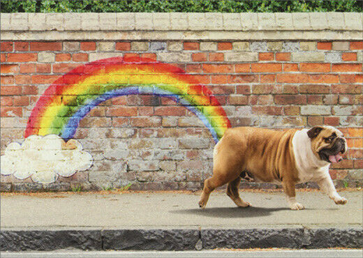 front of card is photograph of a dog waling down a sidewalk with a rainbow painted on a brick wall that has the appearance of being a fart
