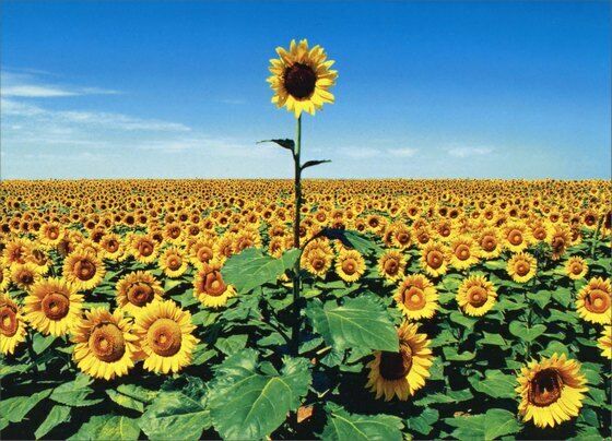 front of card is a photograph of a field of sunflowers with one sunflower growing much higher than the rest