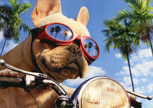 front of card is a photograph of a dog on a motorcycle wearing sunglasses with palm trees