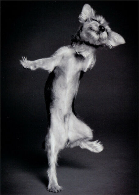 front of card is a black and white photo of a dog dancing