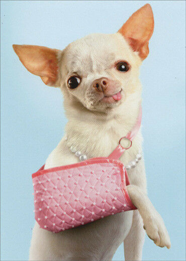front of card is a photo of a chihuahua sticking it's tough out and its front leg in a sling with bling and a necklace