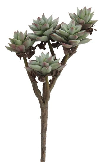 succulent stem with pointed leaves on a white background.