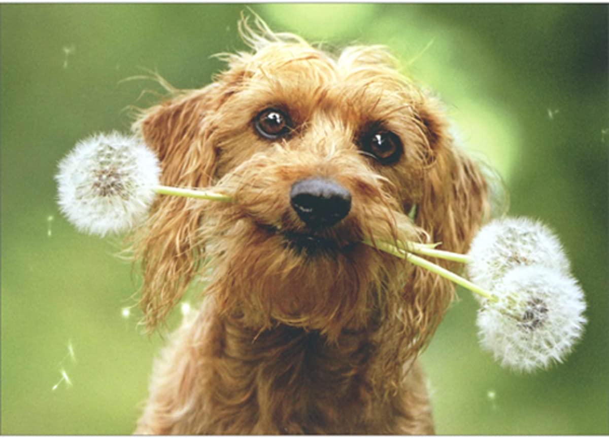 front of card has picture of a brown dog holding three dandelions in its mouth outside