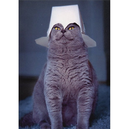 front of card has a gray cat wearing a takeout box on its head