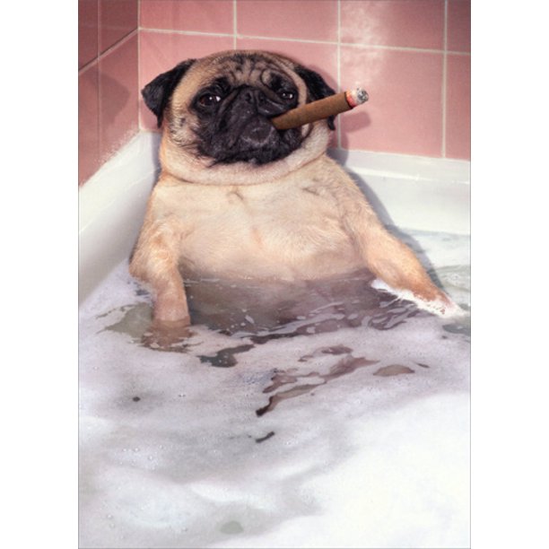 front of card has a pug in a bubble bath smoking a cigar